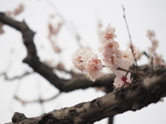 小金井の春