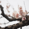 小金井の春