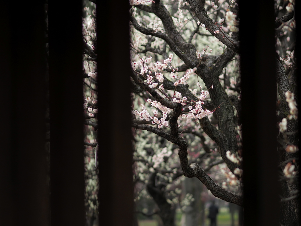 小金井の春