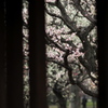 小金井の春