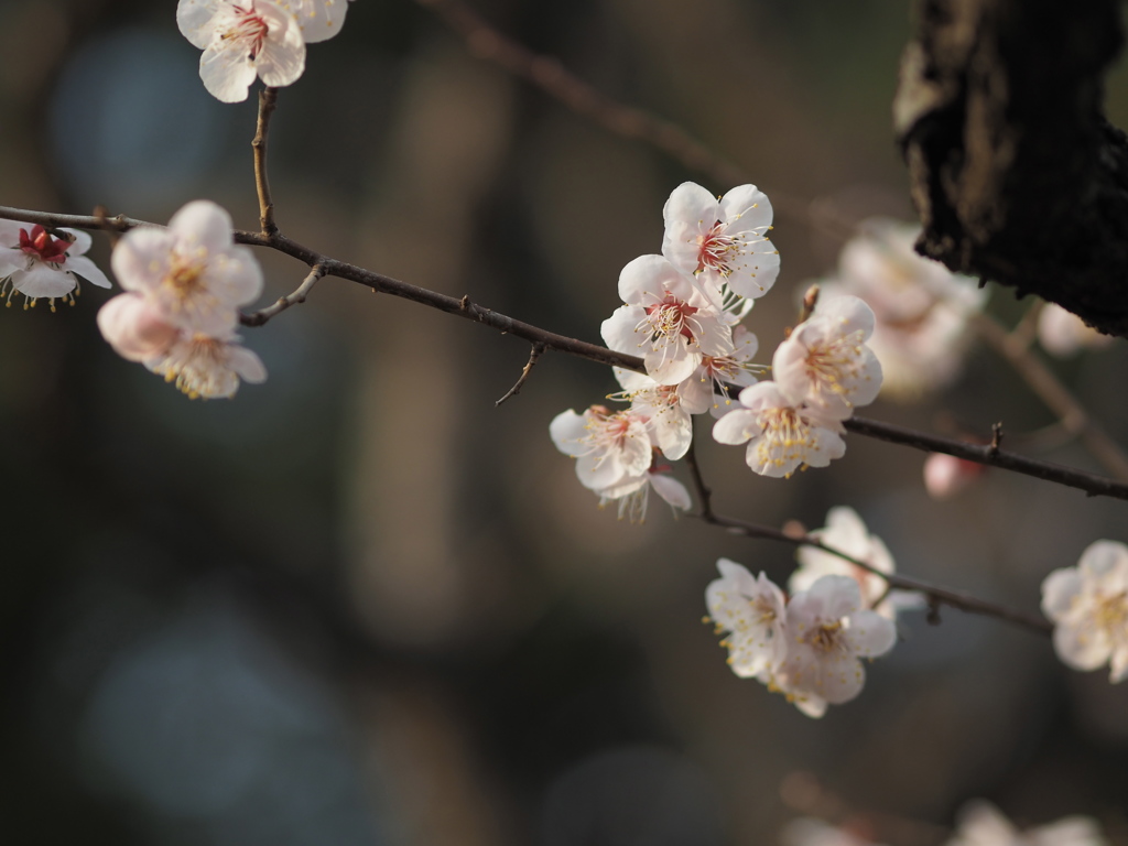 小金井の春