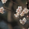 小金井の春