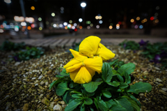City flower