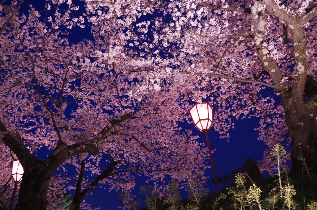 夜桜