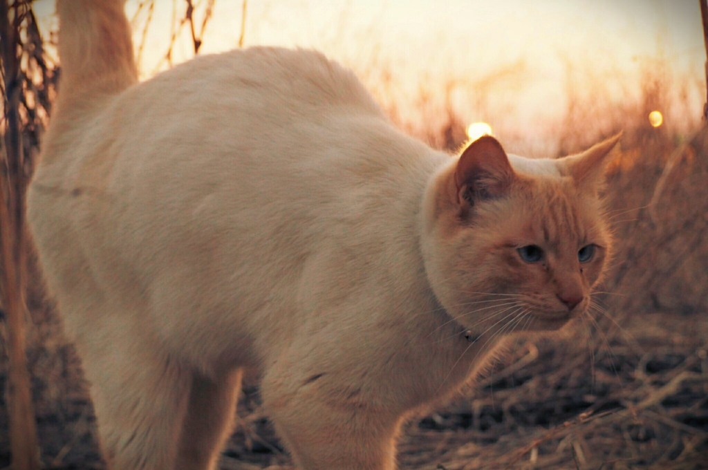 夕焼けにゃんこ