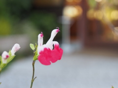 鶴