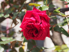 赤い薔薇