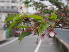 散り行くもの