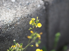 華が有る！
