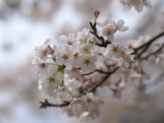 SAKURA