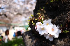 桜と主婦。