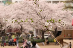 賑やかな昼下がり。