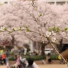 賑やかな昼下がり。