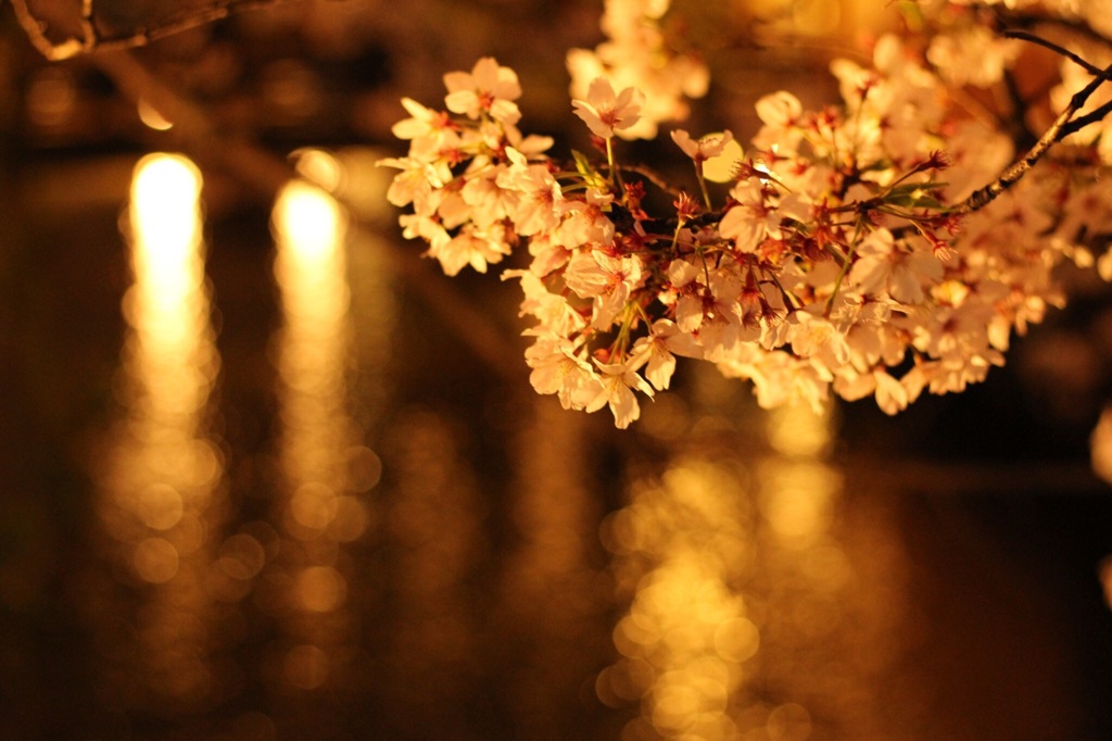 京都の夜。