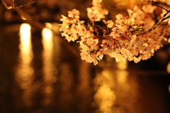 京都の夜。