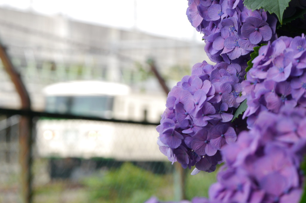 紫陽花４
