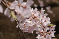 六義園