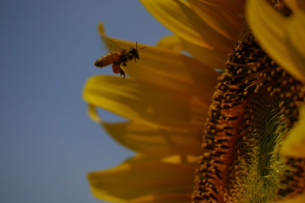 蜂