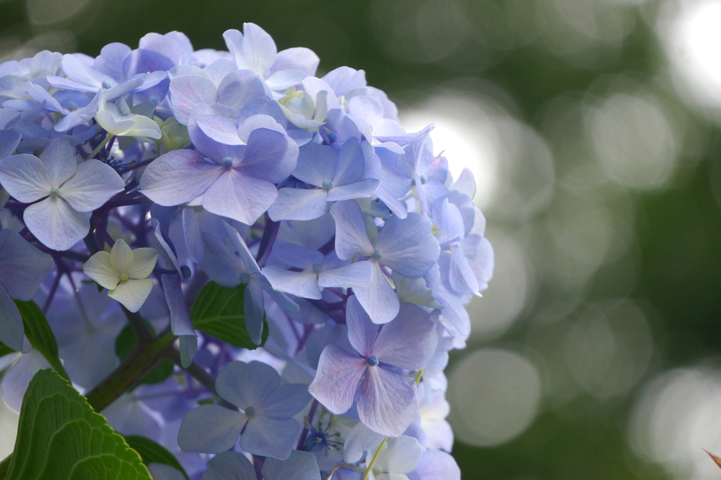 紫陽花１