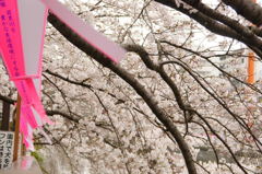 桜２
