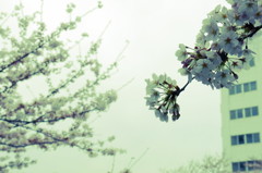 桜３