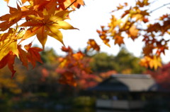 染まる