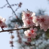 咲き舞え