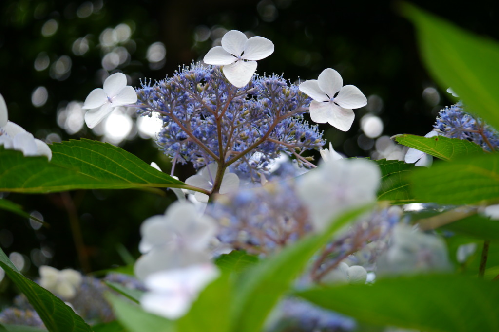 紫陽花２