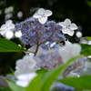 紫陽花２