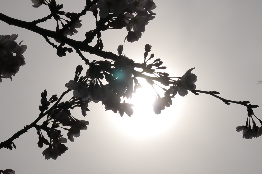 桜