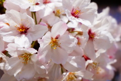 桜満開