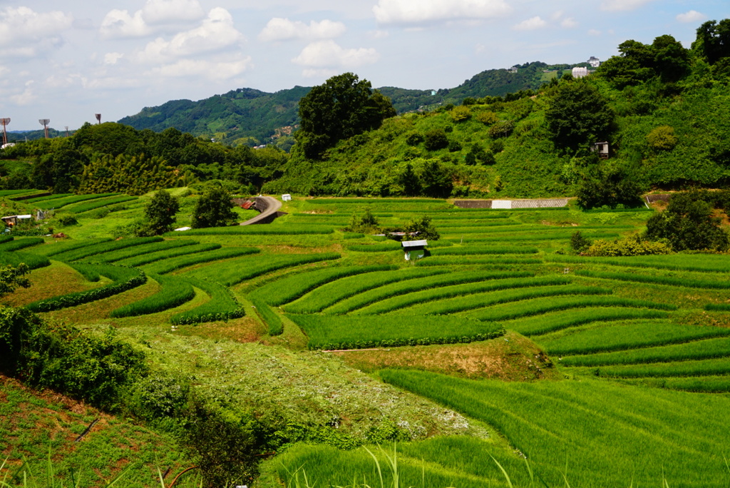 千早赤阪村の棚田