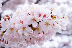 桜