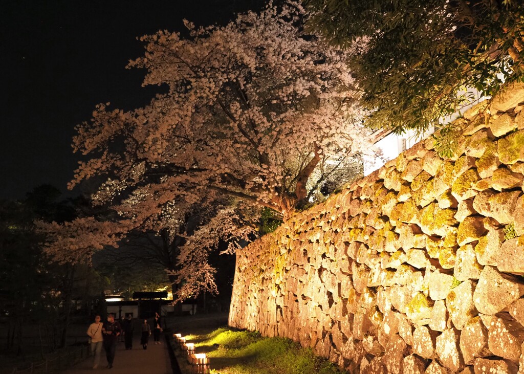 金沢城公園の夜桜４