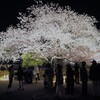 金沢城公園の夜桜