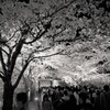 金沢城公園の夜桜３