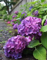 紫陽花