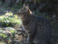 鳥いるかなぁ～