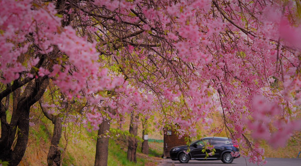 with my car