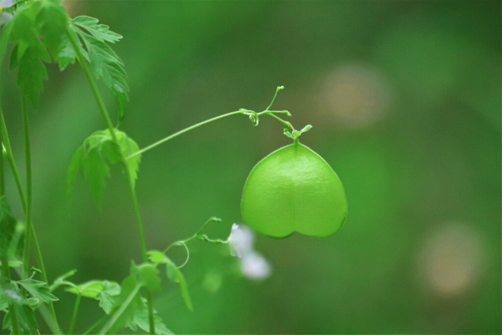 風船葛