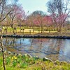 春のうららの～