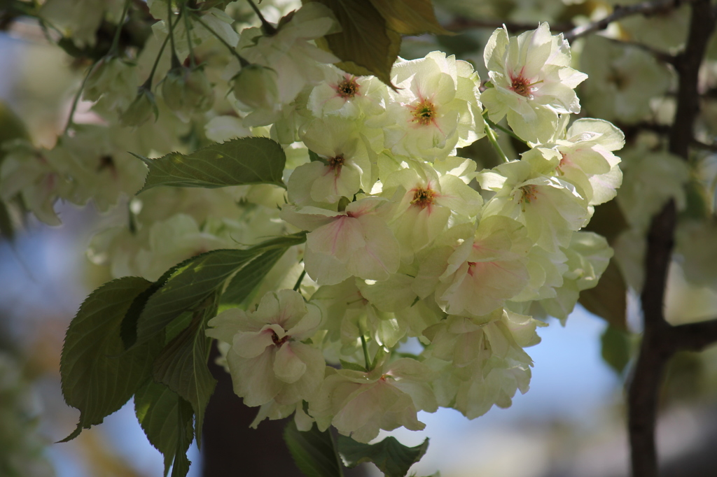 御衣黄・桜