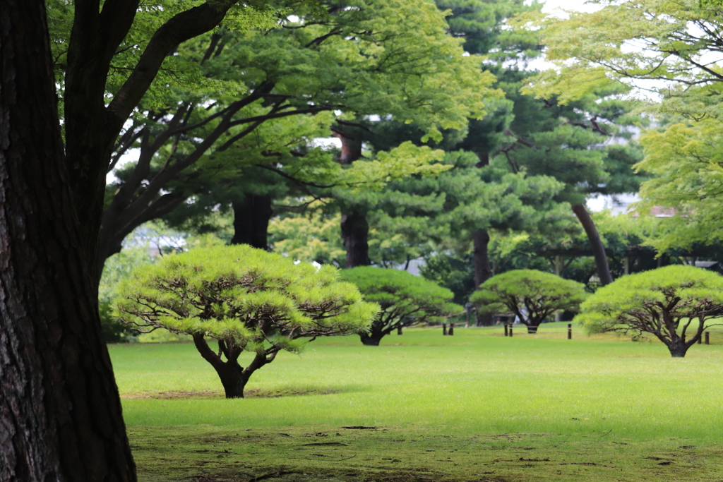 殿ヶ谷戸庭園