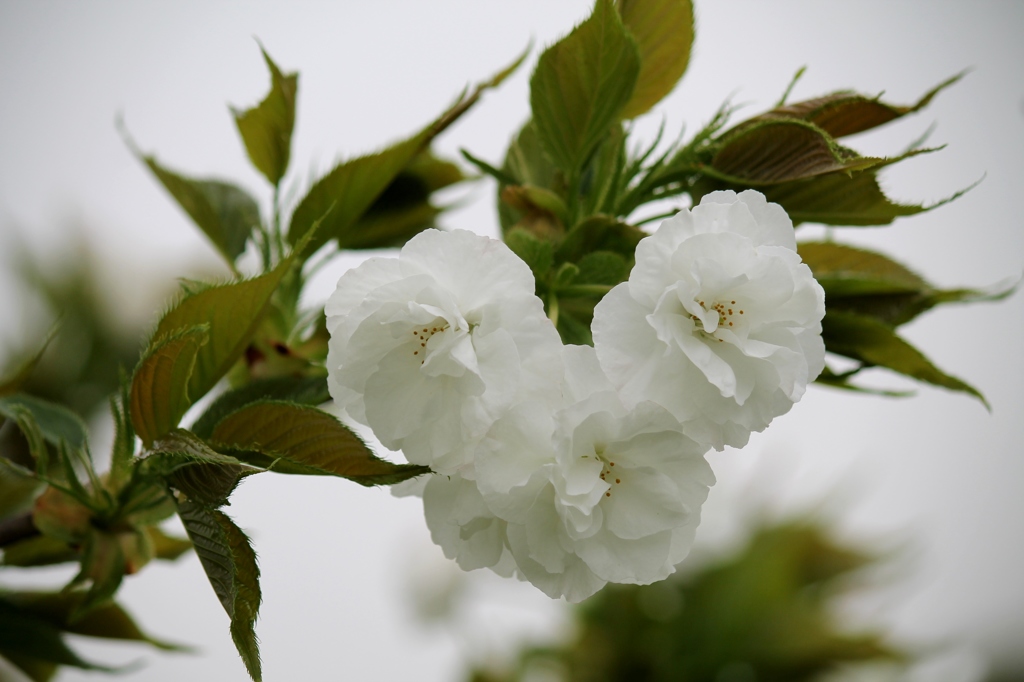 タイハク桜