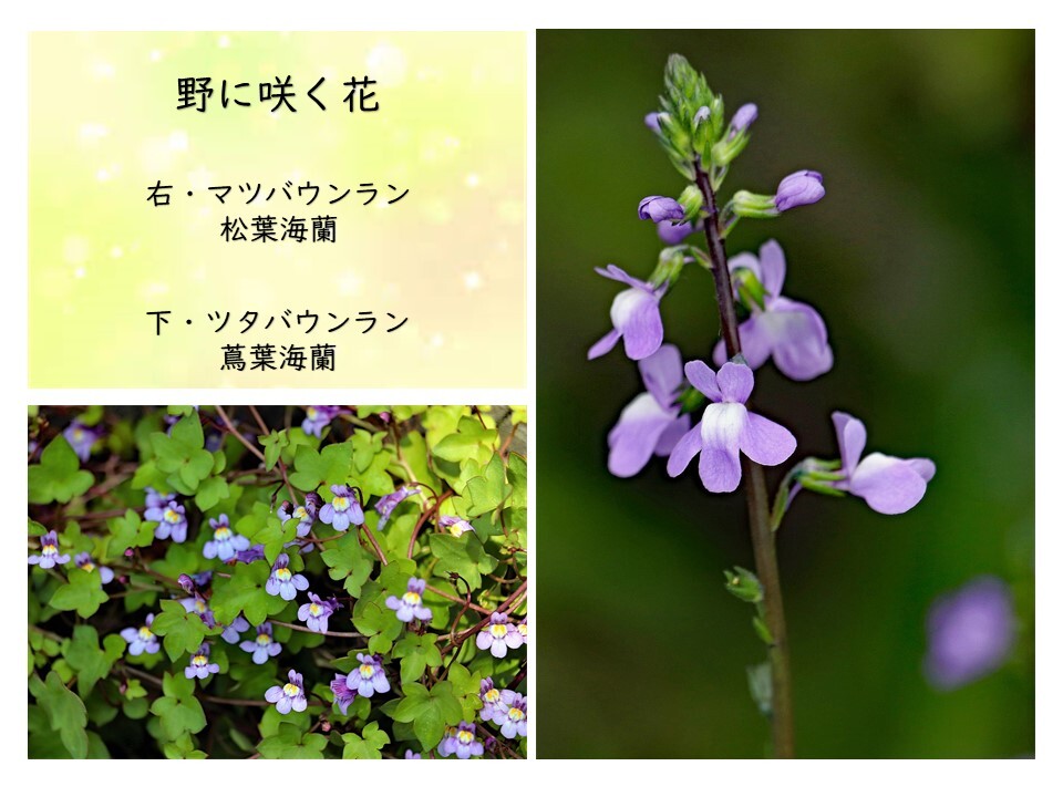 野に咲く花