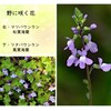 野に咲く花