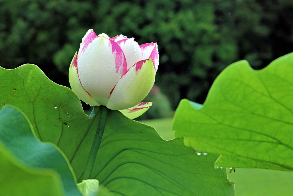 斑入りの蓮の花
