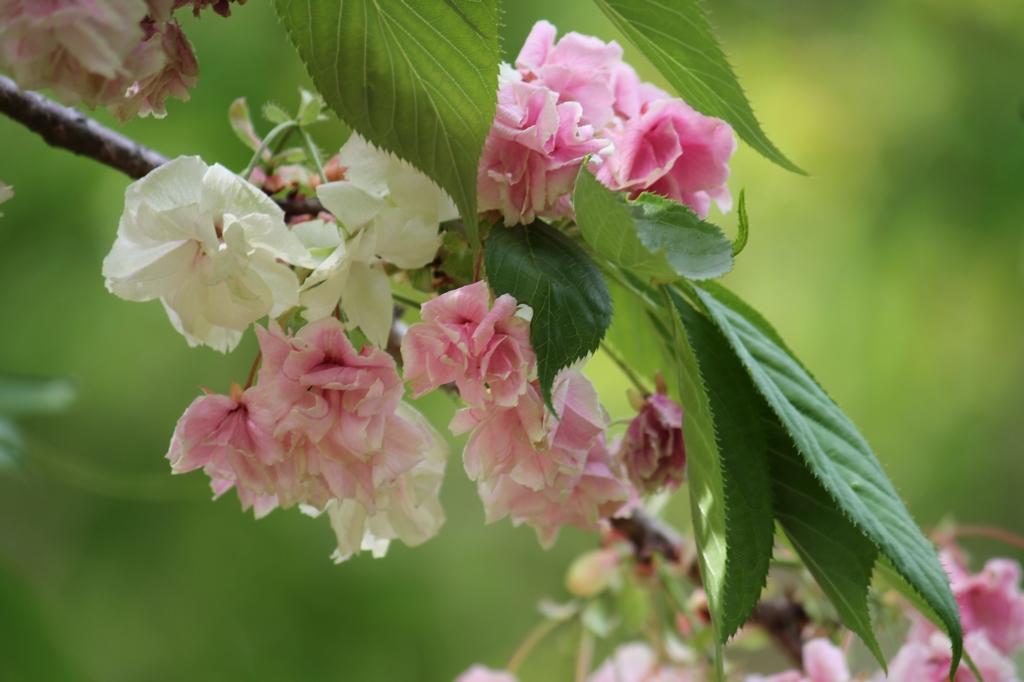 ウコン桜