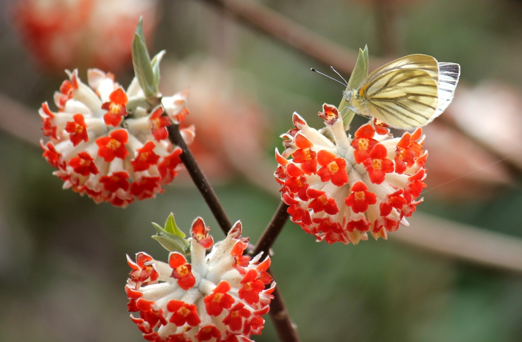 紅花ミツマタ