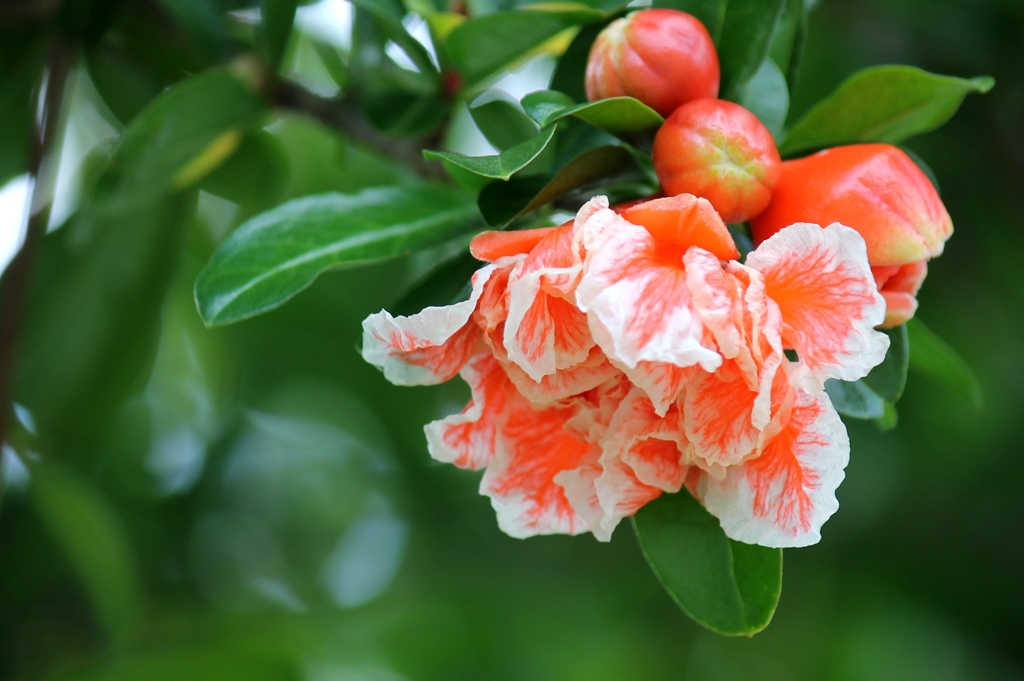 花ザクロのはな